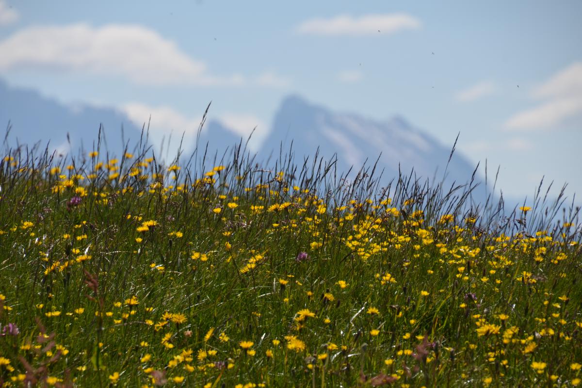 Latschenbrennerei und Platzer Alm2 23.06.2020